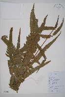 藏品(邊緣鱗蓋蕨)的圖片