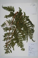 藏品(大金星蕨)的圖片