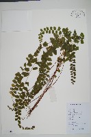 藏品(異葉鱗始蕨)的圖片