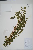 藏品(異葉鱗始蕨)的圖片