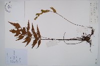 藏品(鐮葉鐵角蕨)的圖片