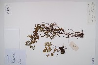 藏品(隱囊蕨)的圖片