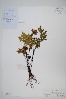 藏品(黑心蕨)的圖片