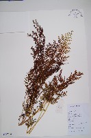 藏品(烏蕨)的圖片