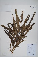 藏品(全緣鳳尾蕨)的圖片