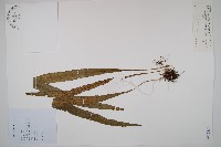 藏品(單葉雙蓋蕨)的圖片