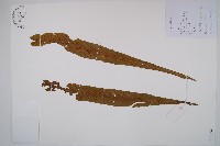 藏品(劍葉鐵角蕨、箭葉鐵角蕨)的圖片