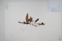 藏品(骨牌蕨)的圖片