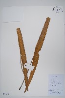 藏品(垂葉書帶蕨)的圖片