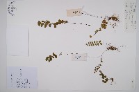 藏品(團羽鐵線蕨、團葉鐵線蕨、對葉鐵線蕨)的圖片