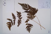 藏品(毛葉軸脈蕨)的圖片