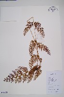 藏品(烏蕨)的圖片