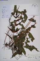 藏品(海南實蕨)的圖片