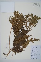 藏品(中華複葉耳蕨)的圖片