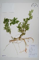 藏品(生根卷柏)的圖片