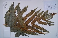 藏品(日本狗脊蕨)的圖片