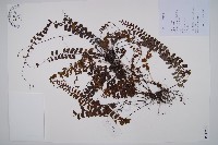 藏品(鞭葉鐵線蕨)的圖片