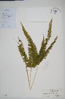 藏品(網脈鱗始蕨)的圖片