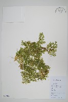 藏品(蔓出卷柏)的圖片