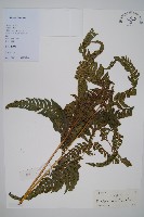 藏品(南海鱗毛蕨)的圖片