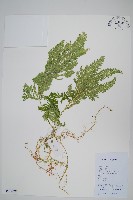 藏品(二形卷柏)的圖片