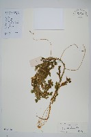 藏品(生根卷柏)的圖片