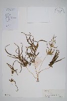 藏品(箭葉鳳尾蕨)的圖片