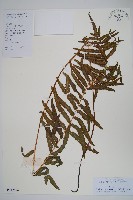 藏品(鐵毛蕨、毛蕨)的圖片