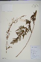 藏品(半邊羽裂鳳尾蕨)的圖片