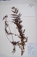 藏品(烏蕨)的圖片