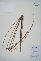 藏品(芼管草)的圖片