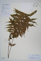 藏品(異子毛蕨)的圖片