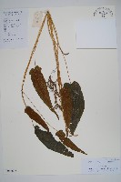 藏品(單葉新月蕨)的圖片