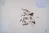 藏品(白堊鐵線蕨)的圖片