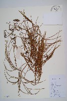 藏品(藤石松)的圖片