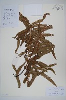 藏品(鐵毛蕨、毛蕨)的圖片