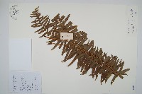 藏品(毛葉腎蕨)的圖片