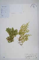 藏品(疏松卷柏)的圖片