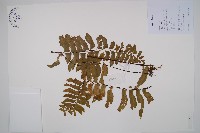 藏品(剪葉鐵角蕨)的圖片