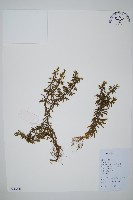 藏品(蛇足石杉、千層塔)的圖片