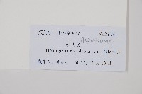 藏品(沙皮蕨)的圖片