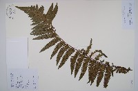 藏品(黑桫蕨)的圖片