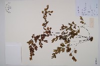 藏品(鐵線蕨)的圖片