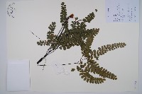 藏品(扇葉鐵線蕨)的圖片