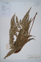 藏品(屋久複葉耳蕨)的圖片