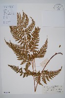 藏品(長葉鱗毛蕨)的圖片