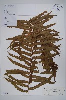 藏品(台灣毛蕨、台灣圓腺蕨)的圖片