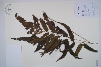 藏品(江南短腸蕨)的圖片