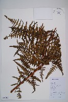 藏品(栗蕨)的圖片