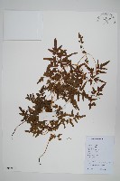 藏品(海金沙)的圖片